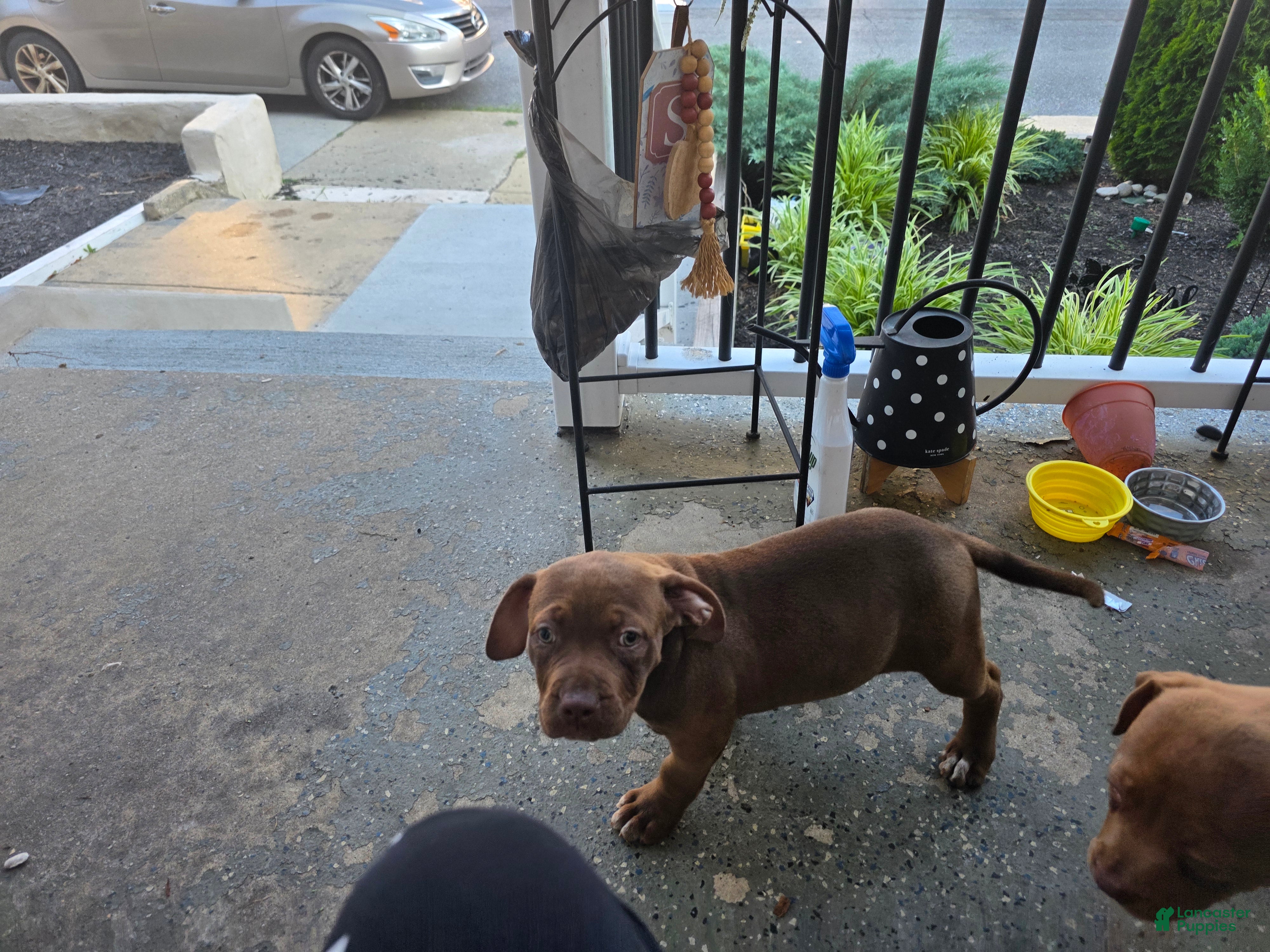 American Bully dogs American Bully 2 - Ad 21