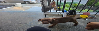 American Bully 2
