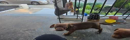 American Bully dogs for sale: American Bully 2 - Ad 1