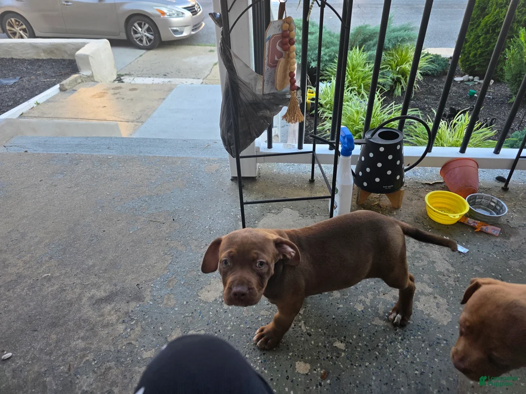 American Bully dogs for sale: American Bully 2 - Ad 1