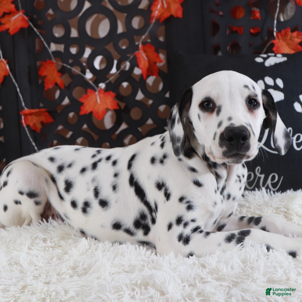 Dalmatian dogs Dalmatian Puppy 1 - Ad 2