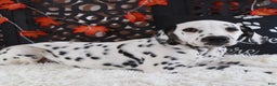 Dalmatian dogs for sale: Dalmatian Puppy 1 - Ad 1