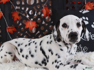 Dalmatian dogs Dalmatian Puppy 1 - Ad 1