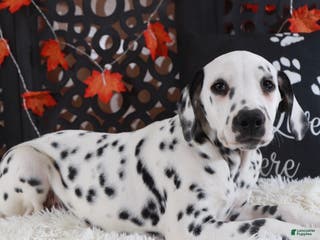 Dalmatian dogs Dalmatian Puppy 1 - Ad 1