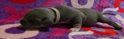 American Bully dogs for sale: Freya - Ad 2