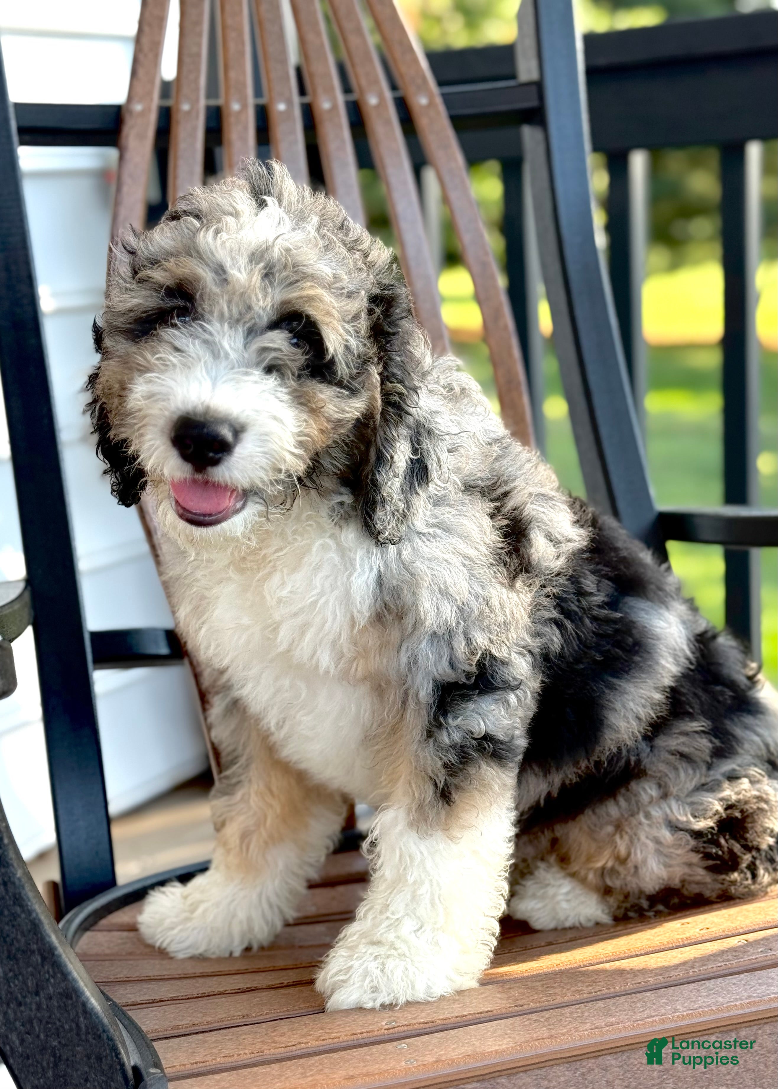 Mini Bernedoodle dogs Henry-F1b - Ad 2