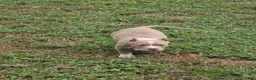 American Bully dogs for sale: American Bully female - Ad 5