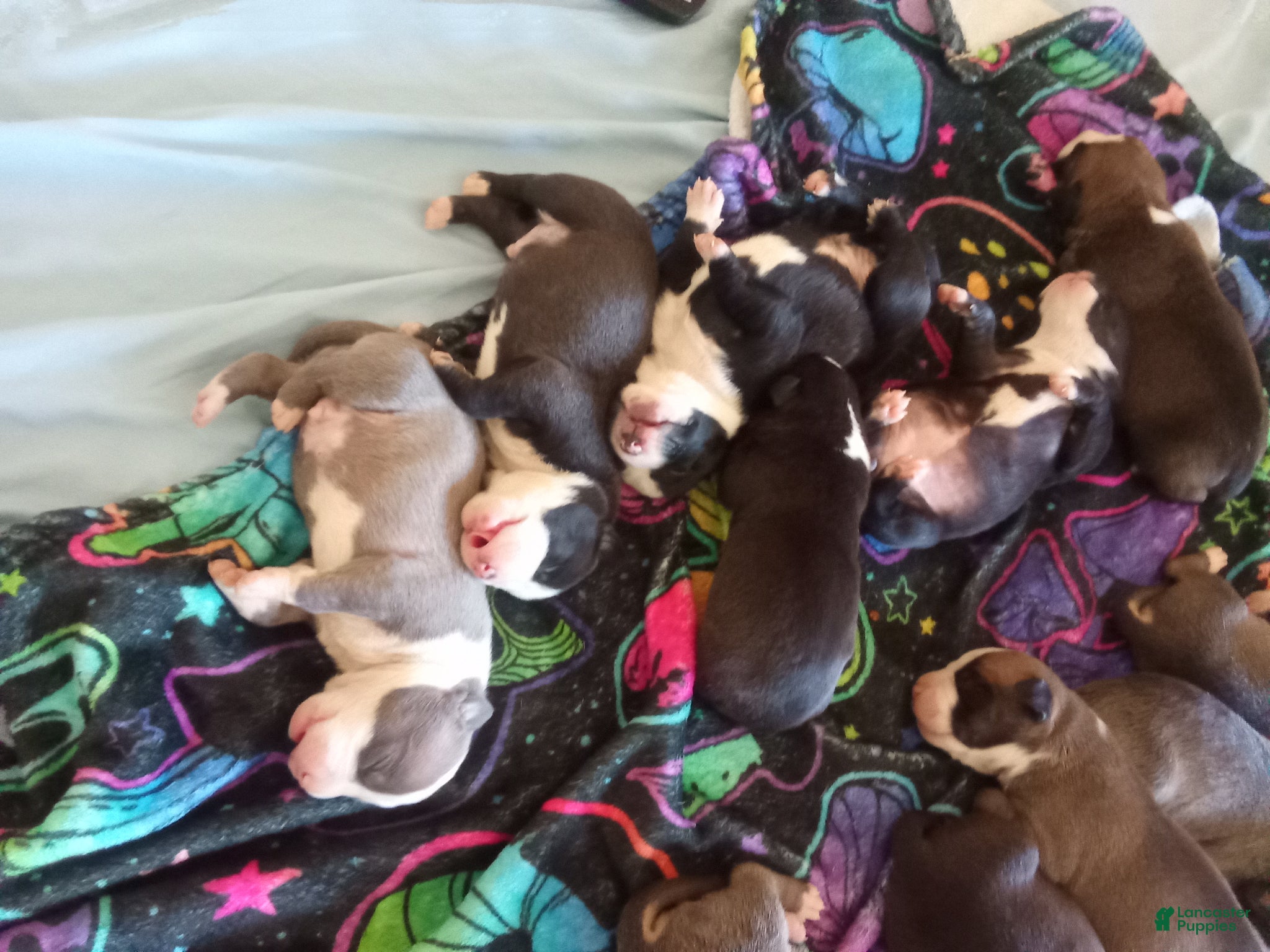 American Pit Bull Terrier dogs American Pit Bull Terrier Puppy 6 - Ad 9