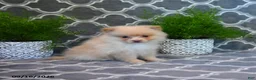Pomeranian dogs for sale: Randy - Ad 3