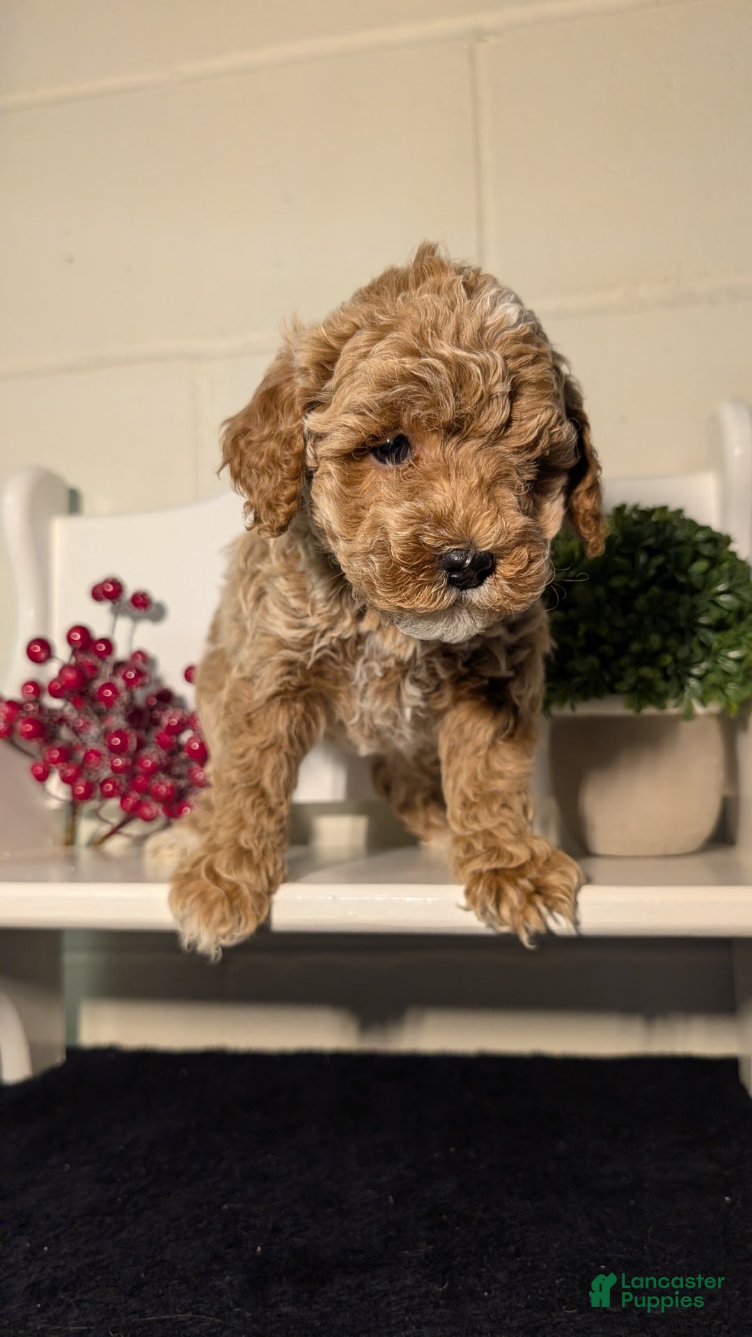 Miniature Poodle dogs for sale: Harmony  - Ad 7