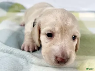 Miniature Dachshund dogs Swiss - Ad 11