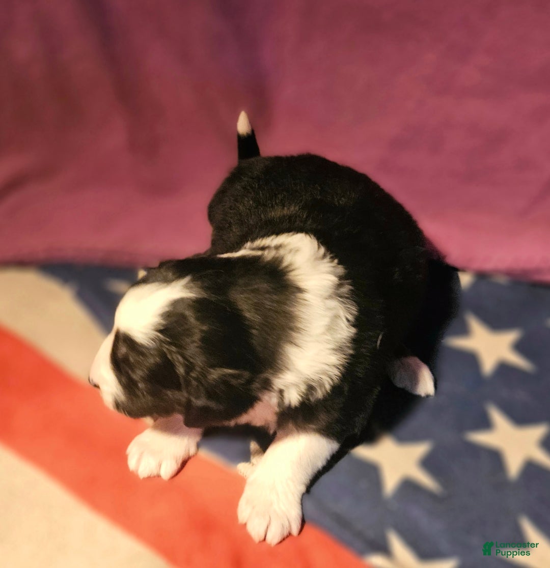 Border Collie dogs for sale: Elfrank - Ad 8