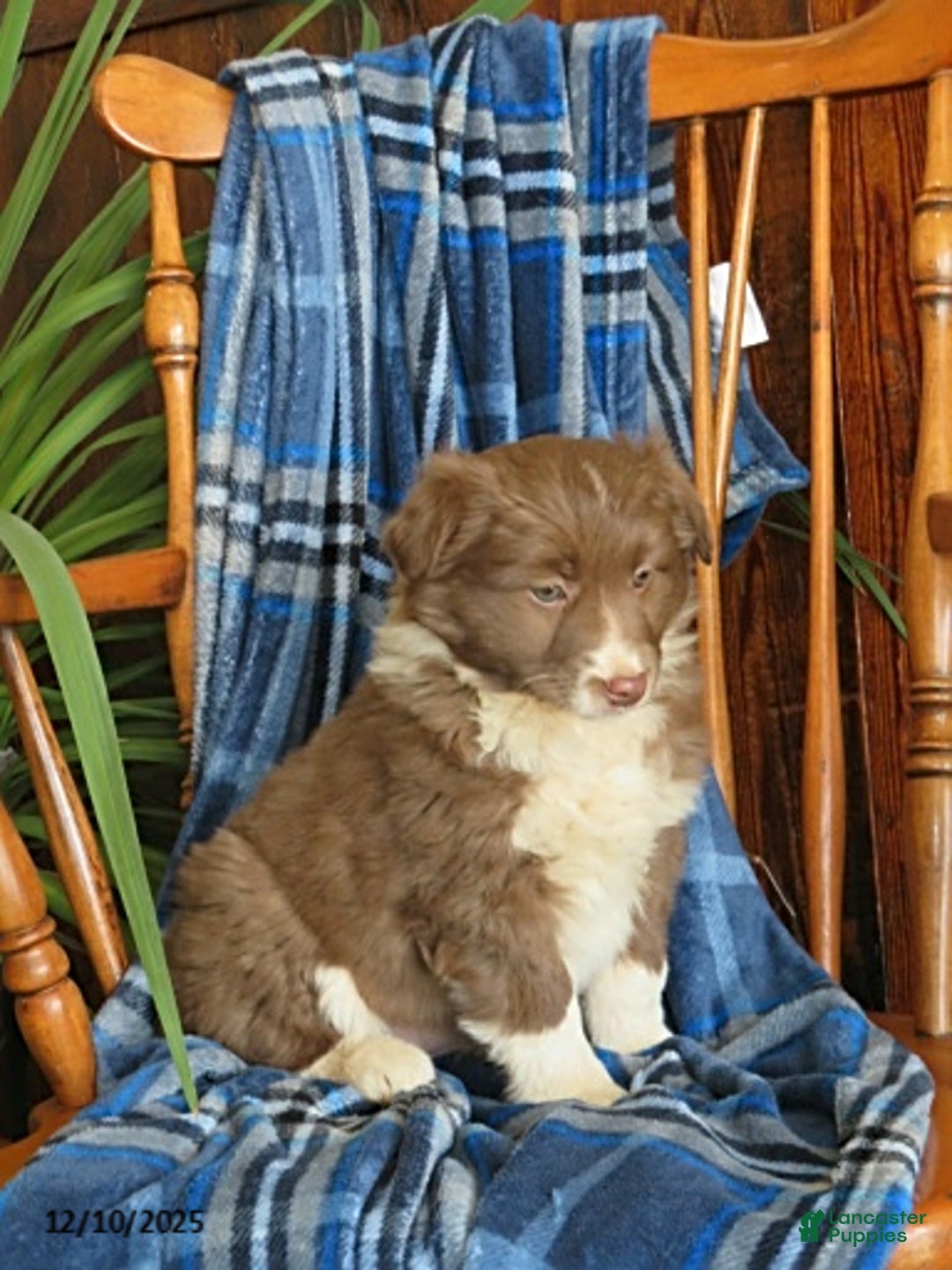 Miniature Australian Shepherd dogs for sale: Maisy - Ad 2