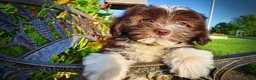 Havapoo dogs for sale: Emma - Ad 6