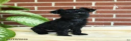 Yorkshire Terrier dogs for sale: Raven - Ad 3
