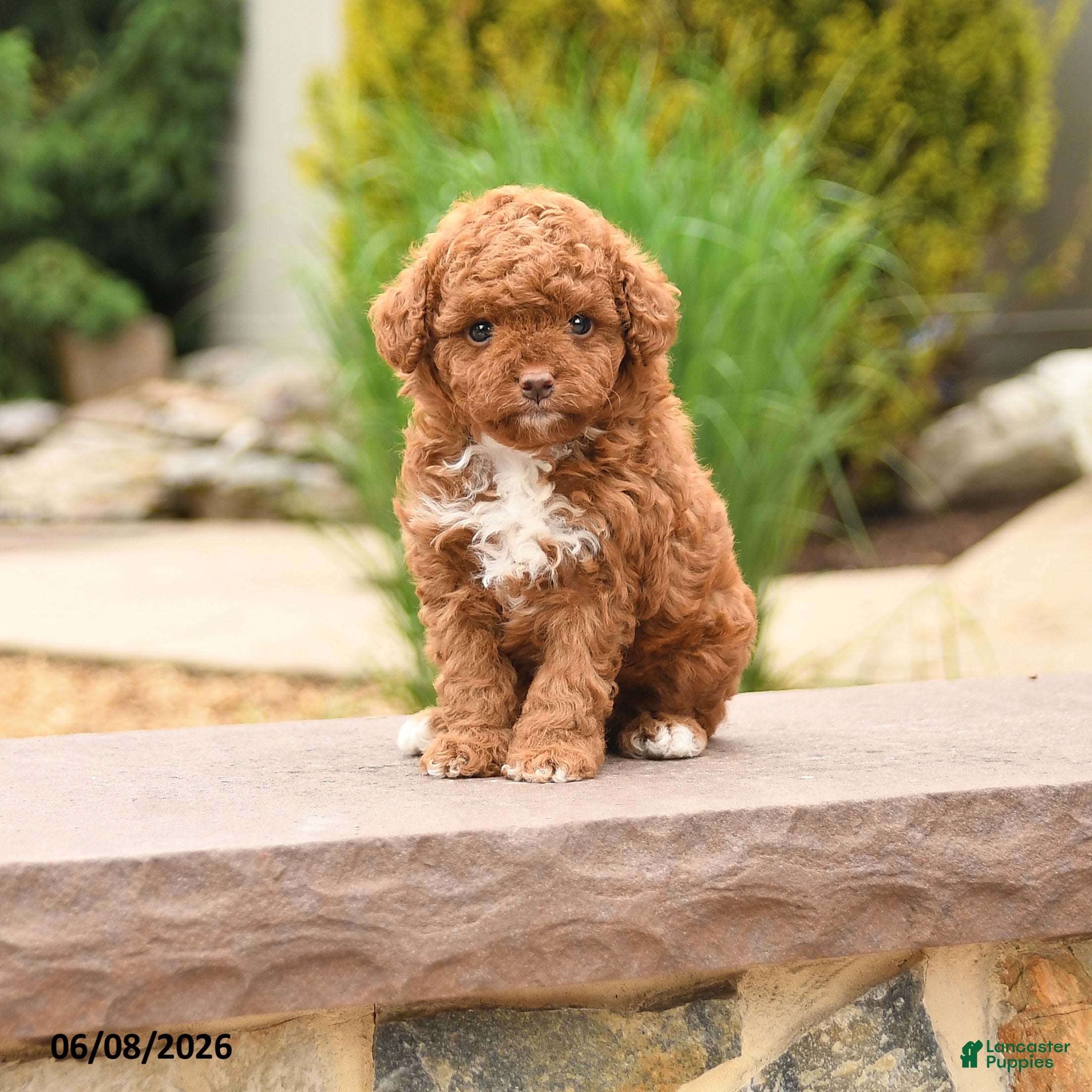 Toy Poodle dogs Tiny Fluffy - Ad 1