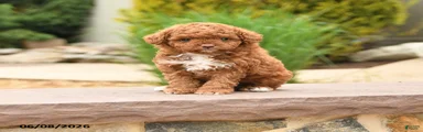 Tiny Fluffy