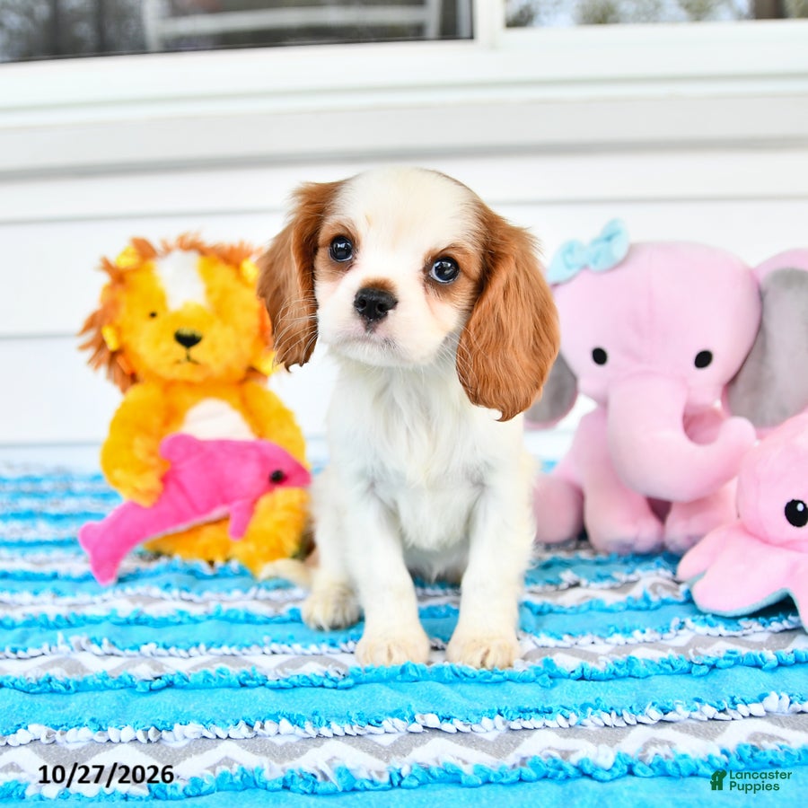 Cavalier King Charles Spaniel dogs for sale: Rosalie - Ad 1