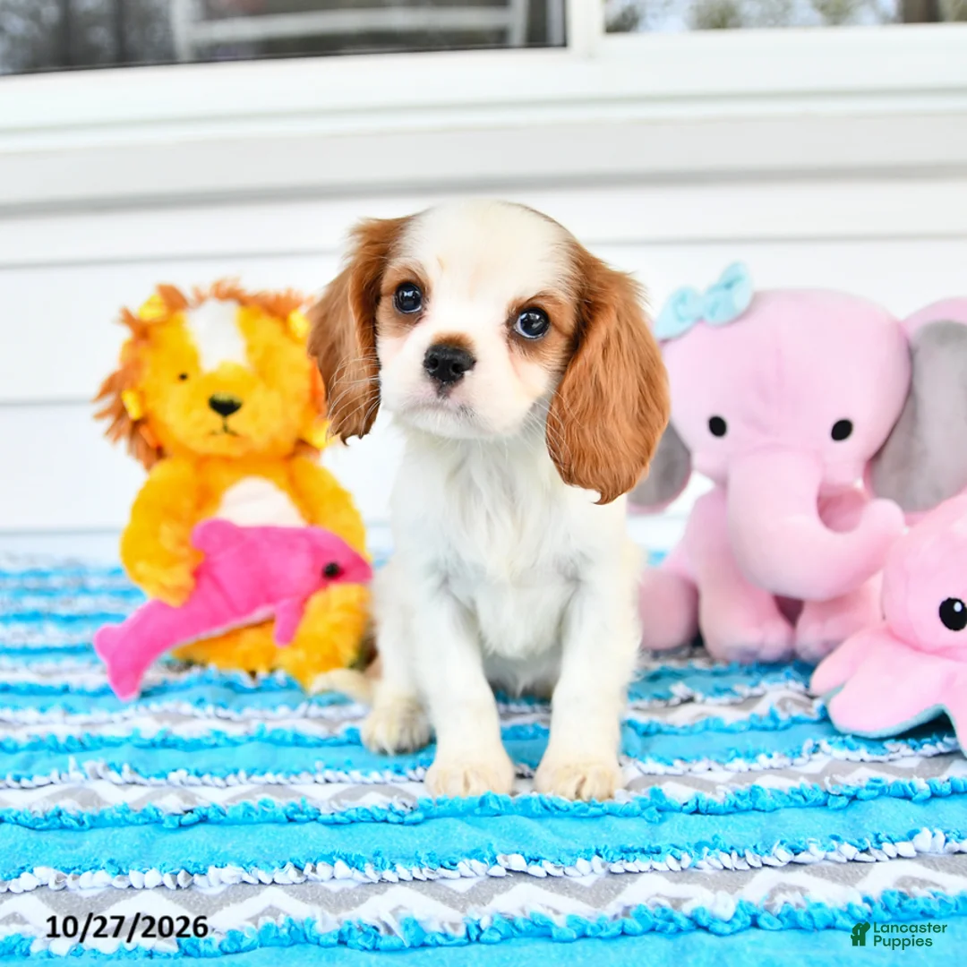 Cavalier King Charles Spaniel dogs for sale: Rosalie - Ad 1