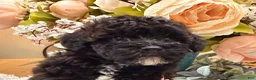 Miniature Poodle dogs for sale: Miniature Poodle 4 - Ad 2