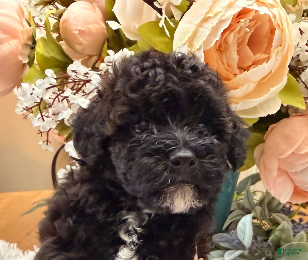 Miniature Poodle dogs for sale: Miniature Poodle 4 - Ad 2