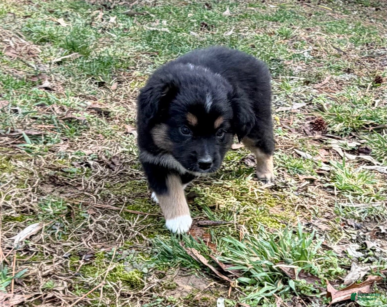 Australian Shepherd dogs Bruno - Ad 2