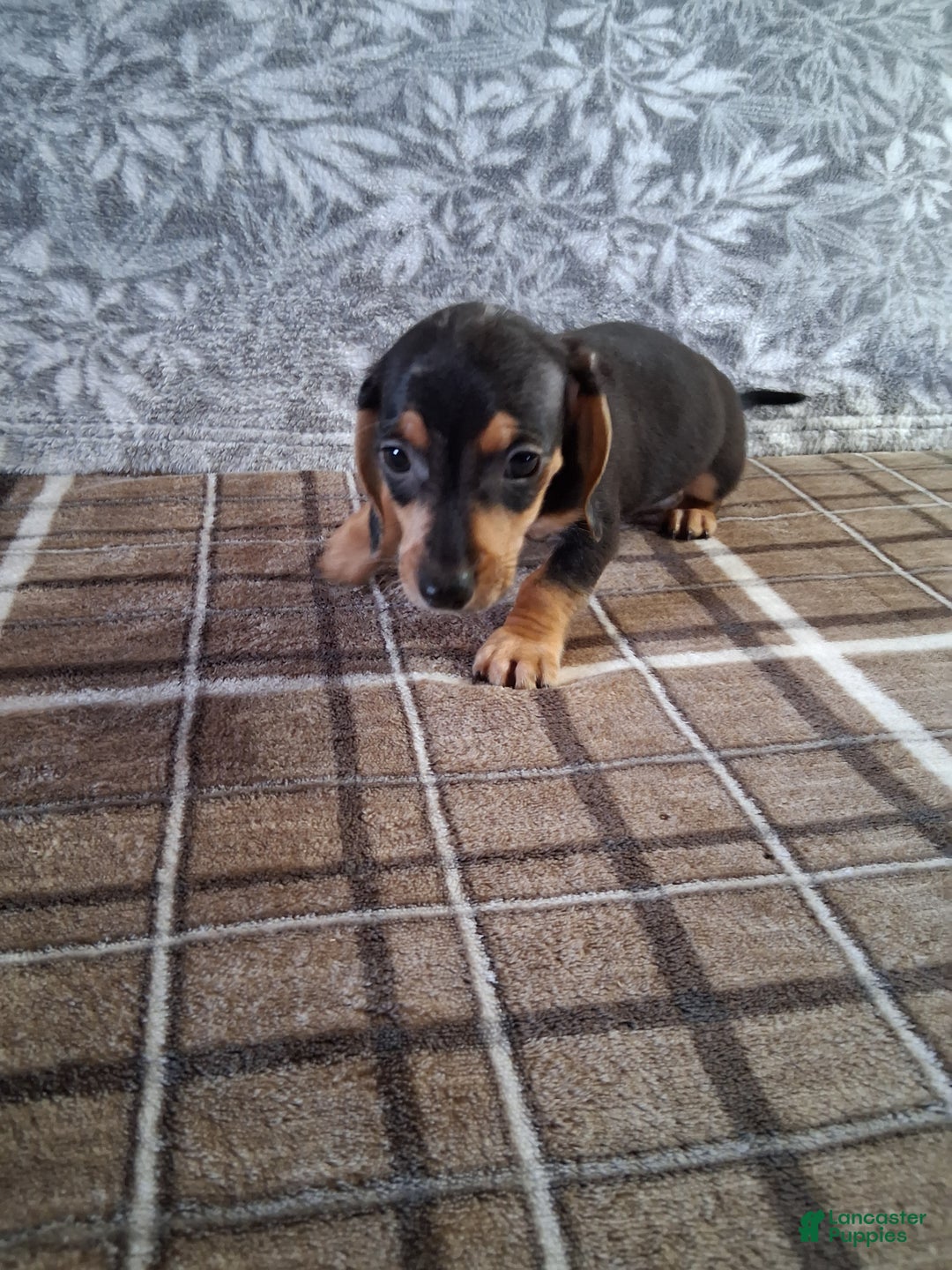 Miniature Dachshund dogs for sale: Clifford - Ad 3