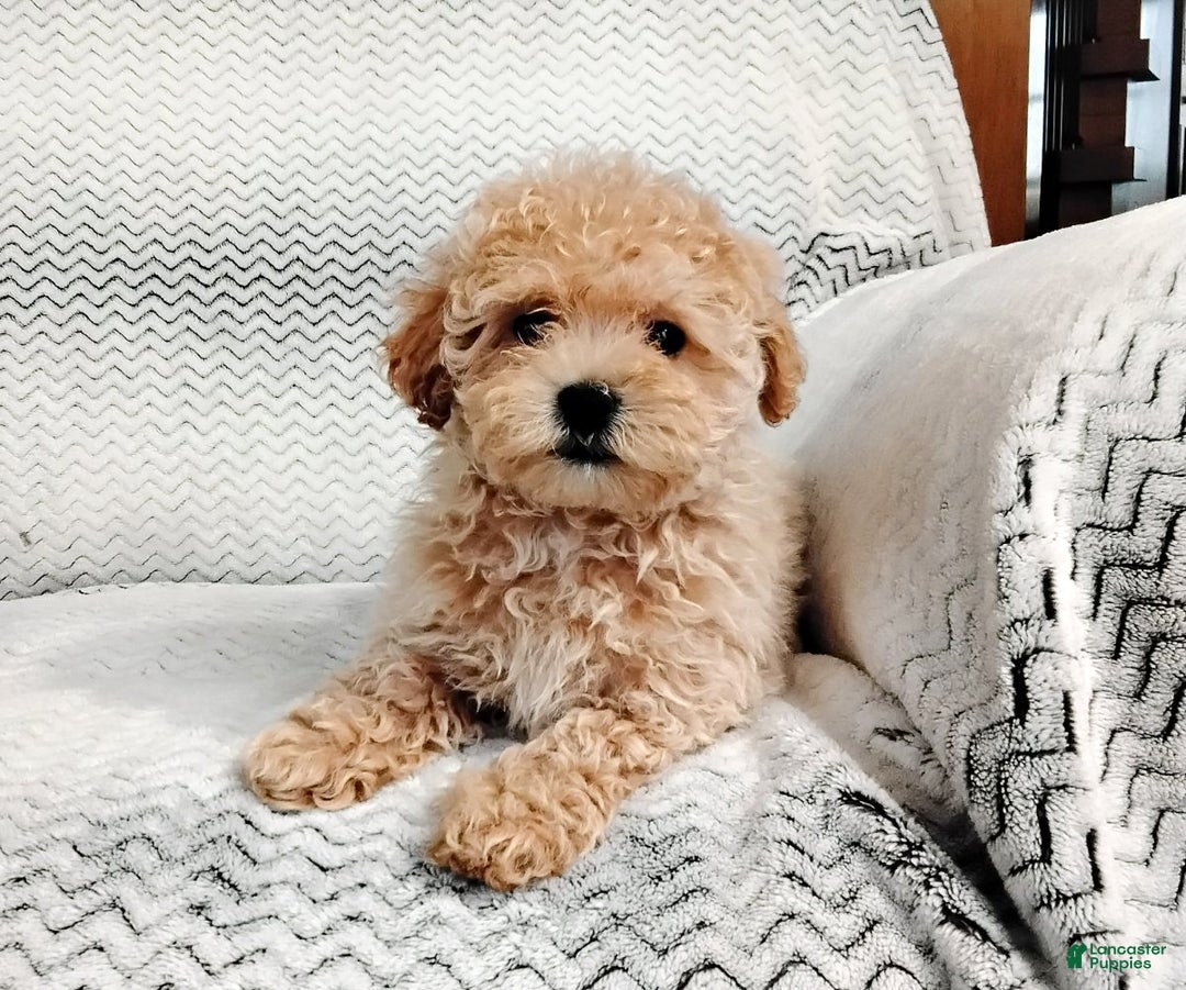 Maltipoo dogs for sale: Anita - Ad 4