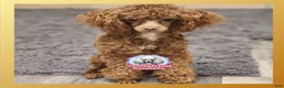Toy Poodle dogs for stud: Moose - Ad 5