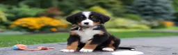 Bernese Mountain Dog dogs for sale: Bentley - Ad 5