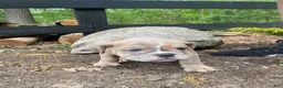 Mixed Breed dogs for sale: Beast - Ad 6