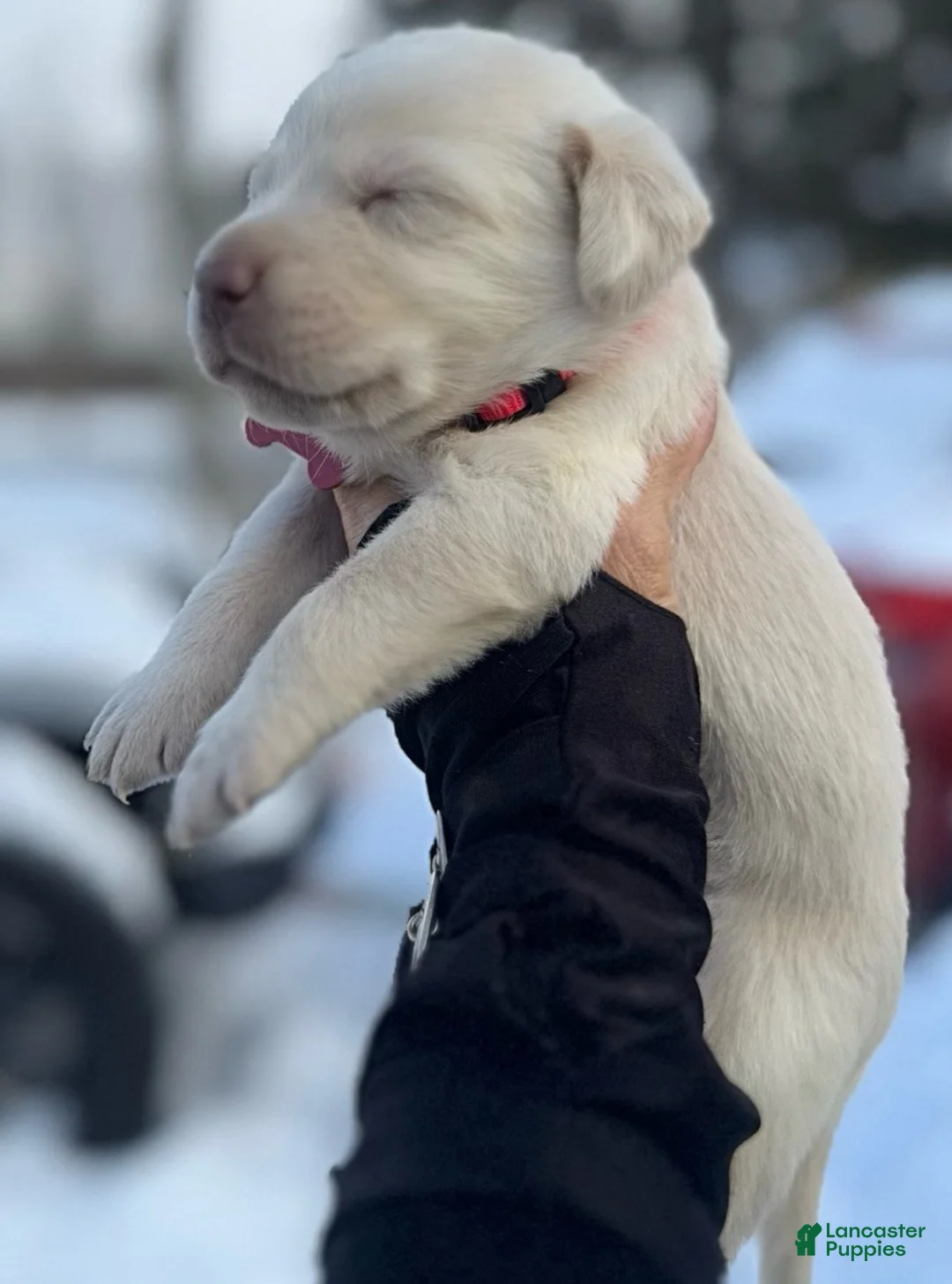 Labrador Retriever dogs for sale: Labrador Retriever Puppy 1 - Ad 14