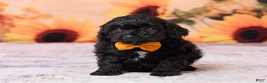 Axel