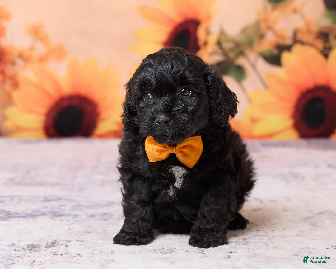 Mini Aussiedoodle dogs for sale: Axel - Ad 1