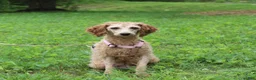 Miniature Poodle dogs for sale: Parfait - Ad 11