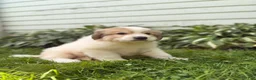 Great Pyrenees dogs for sale: Rover - Ad 15