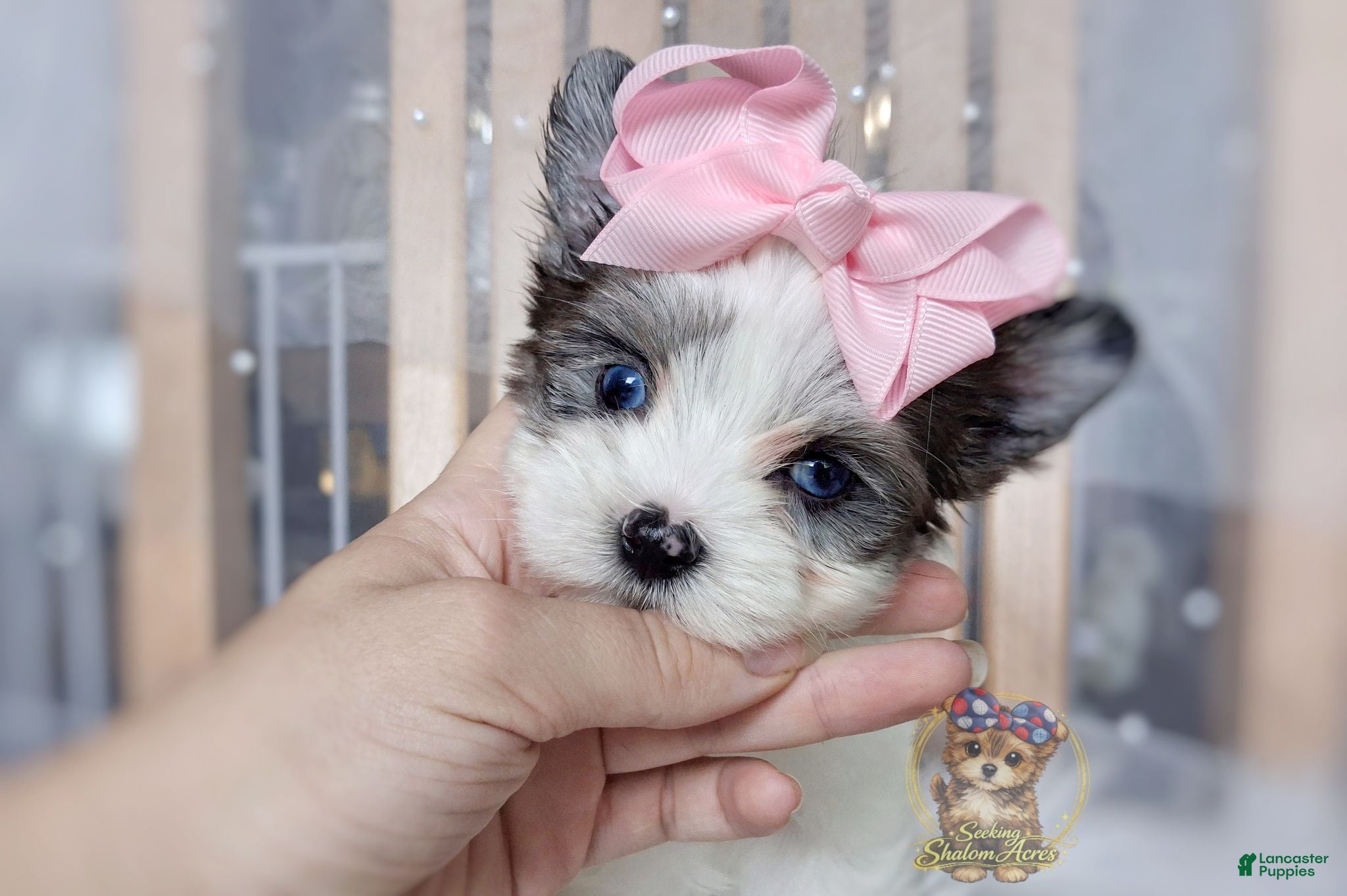 Morkie dogs Korean Merle Simea - Ad 17