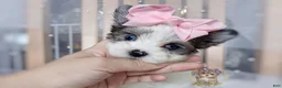 Morkie dogs for sale: Korean Merle Simea - Ad 1