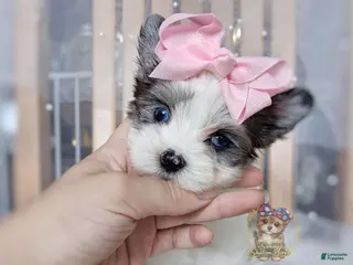 Morkie dogs Korean Merle Simea - Ad 11