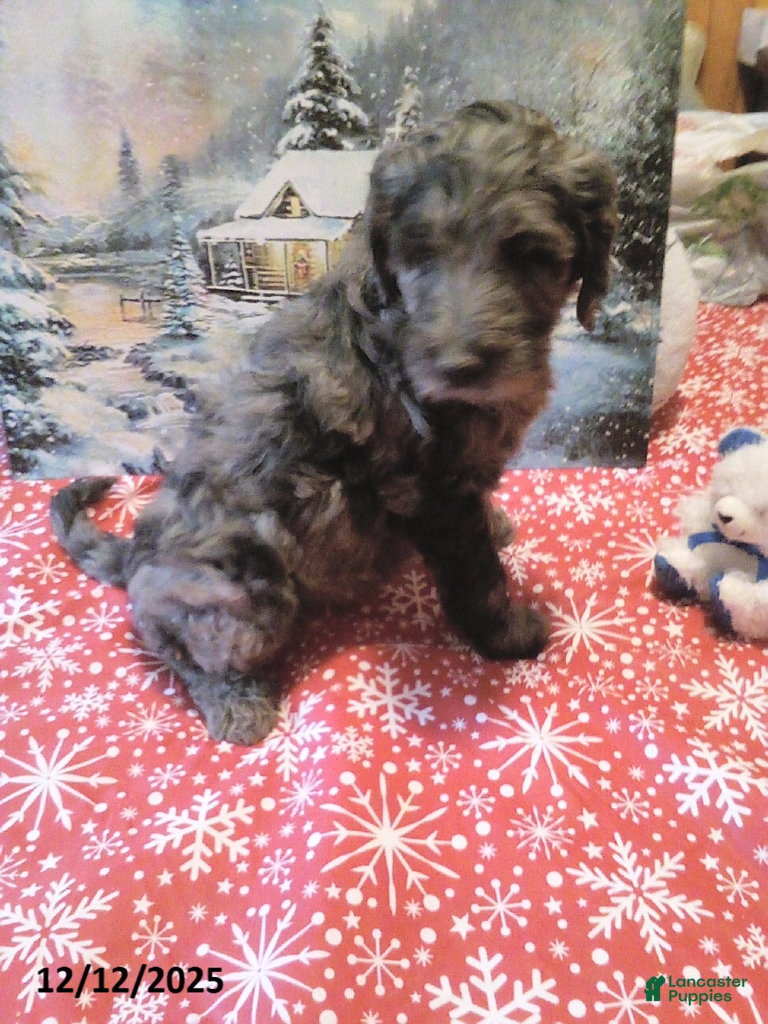 Goldendoodle dogs for sale: Lucky - Merle - Ad 2