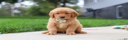 Golden Retriever dogs for sale: Ezekiel 🐶 - Ad 1