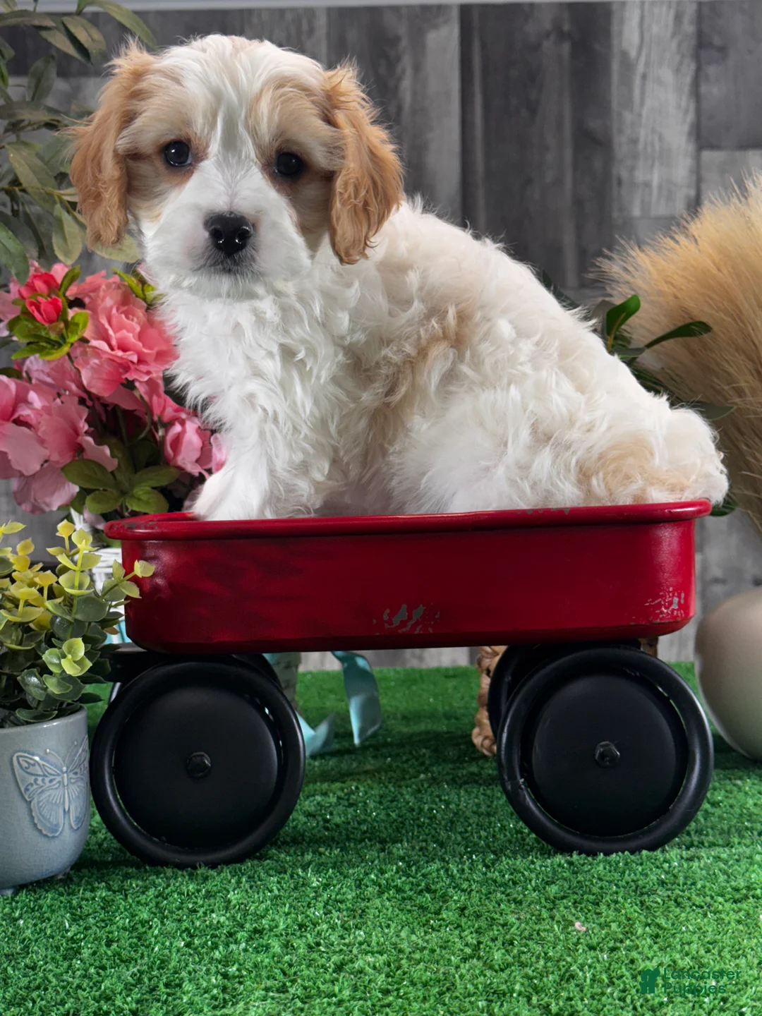 Cavachon dogs for sale: Vegas - Ad 5