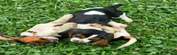 Basset Hound dogs for sale: PRISMARI - Ad 5