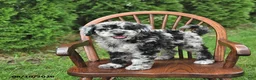 Mini Goldendoodle dogs for sale: Kori - Ad 3