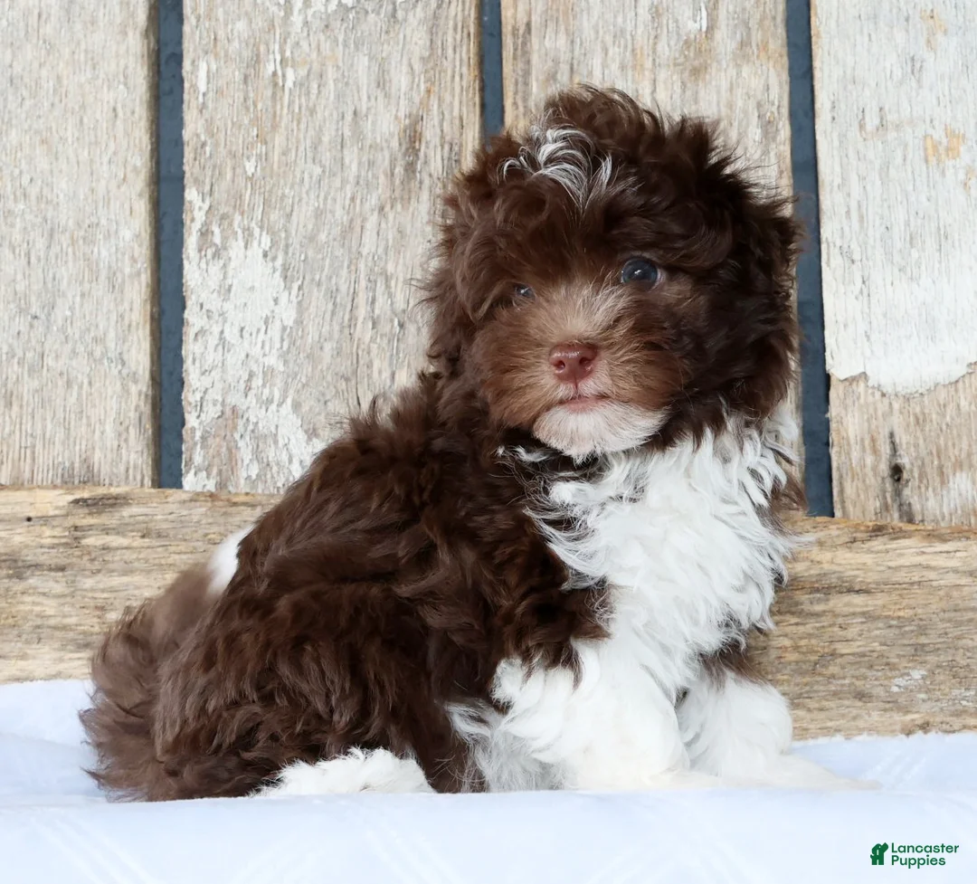 Havanese dogs for sale: Travis - Ad 2