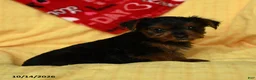 Yorkshire Terrier dogs for sale: Duchess - Ad 4