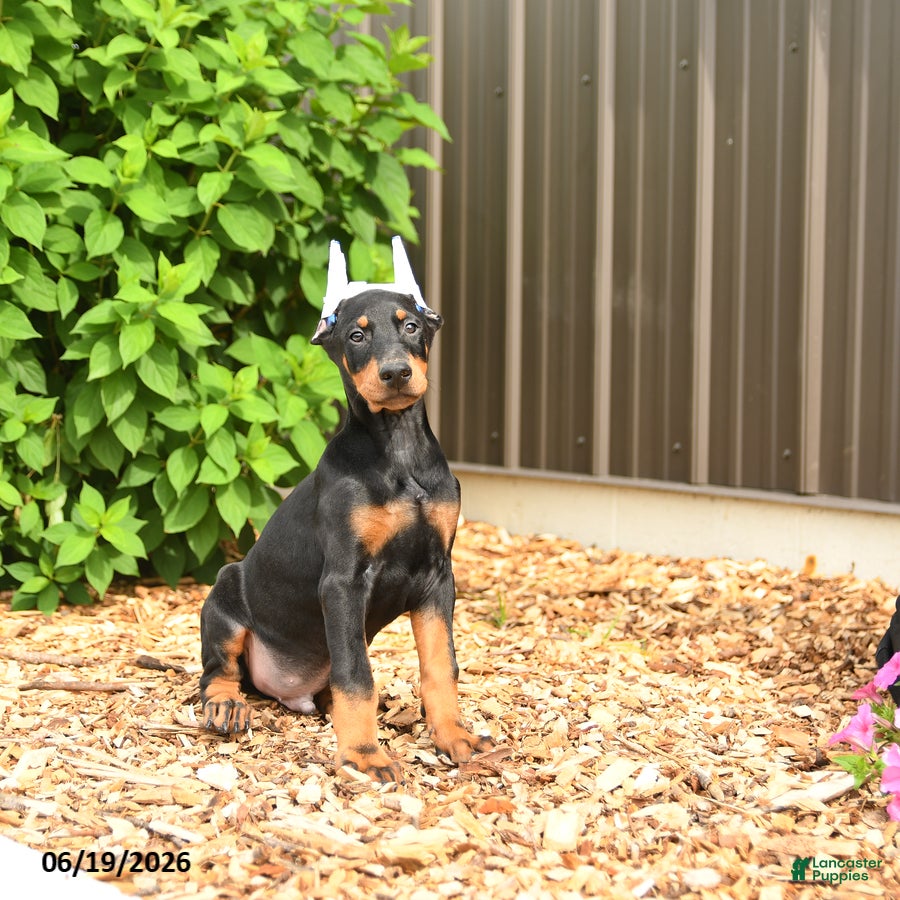 Doberman Pinscher dogs Diesel - Ad 1