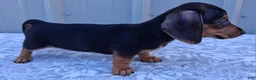 Miniature Dachshund dogs for sale: Eliza - Ad 3