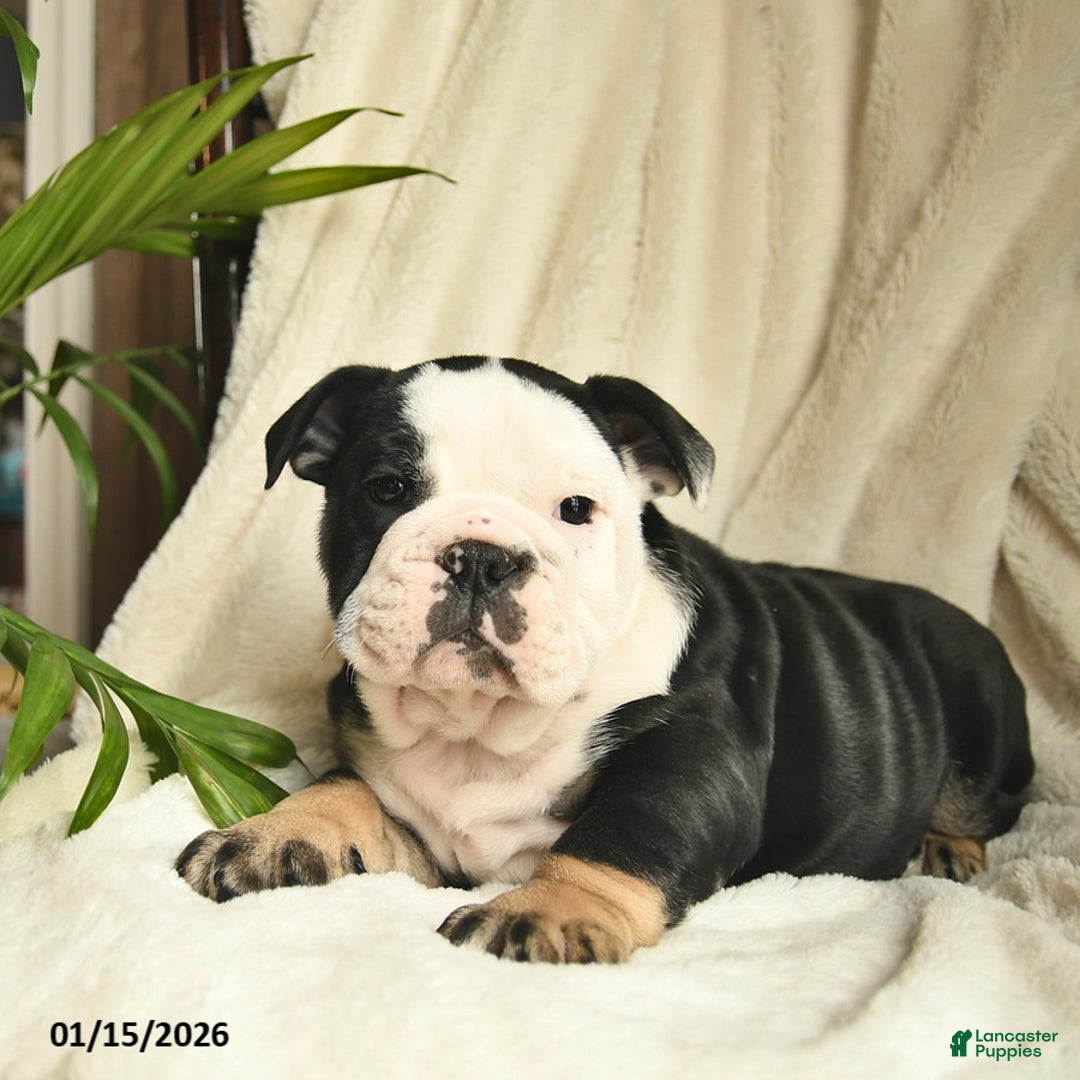 English Bulldog dogs for sale: Ash  - Ad 3
