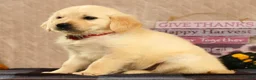 Golden Retriever dogs for sale: Gus - Ad 3